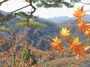 山东小伙巴塞罗那勇斗歹徒，裸绞锁喉展现中国武术风采，巴塞罗那街头